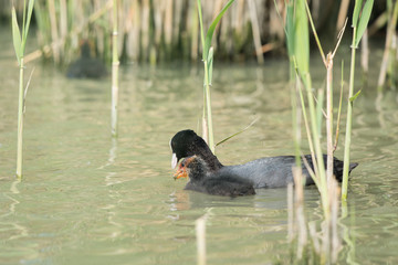 Eurasian Coot with gosling