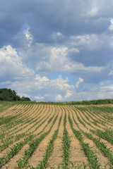 Fototapeta na wymiar corn crop
