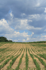 corn crop