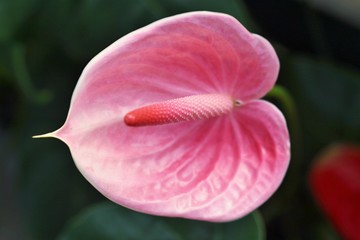 Anthurium. Flamingo flowers