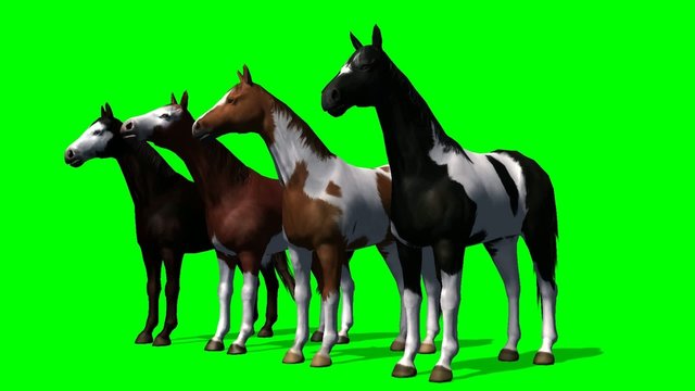 Horses in a group - green screen
