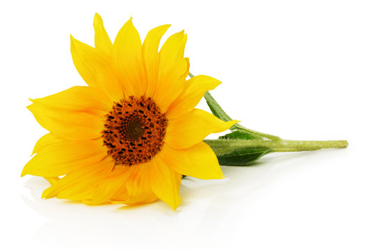 nice sunflower isolated on the white background