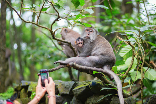 Tourist taking picture of monkey family