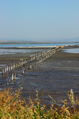Different species of birds that live in the salt ponds.