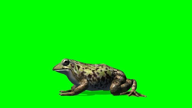 frog sits and eats - green screen