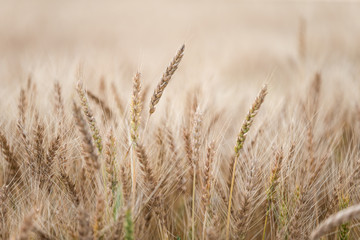 Fototapeta premium 麦畑