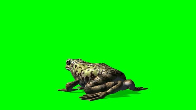 frog sits and eats - green screen
