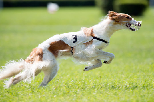 Lure Coursing Images – Browse 3,876 Stock Photos, Vectors, and Video