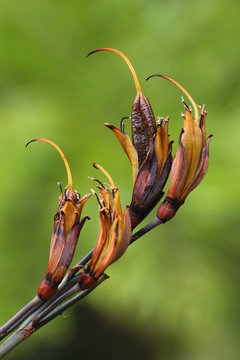 Blossoms Of New Zealand Flax (Phormium Tenax)