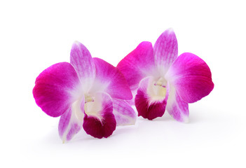Fototapeta na wymiar Purple Orchid Flower isolated on white background