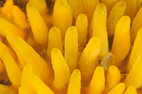 Yellow nipple sponge detail