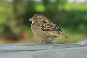House sparrow on bench