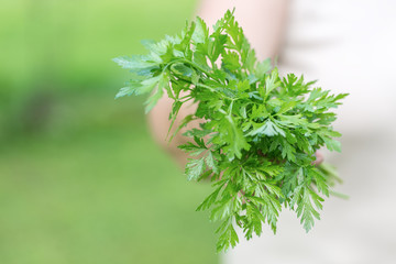 Fototapeta premium Woman holding a genuine fresh organic parsley just harvested 