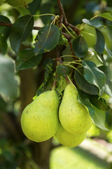 Fresh ripe pears on the pear tree
