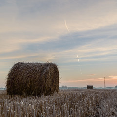 agricultural field