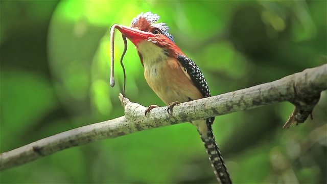 Male Banded Kingfisher (Lacedo pulchella)