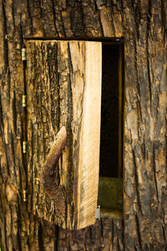 door into the tree hive