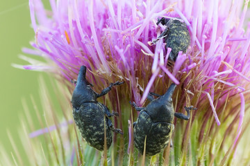 Larinus turbinatus on the flower of plumeless thistle