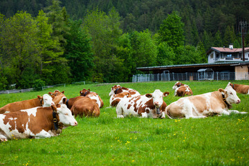 Fototapeta na wymiar cows laying down on the meadow