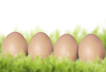 fresh eggs