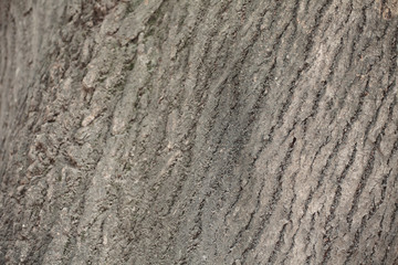 Tree Bark