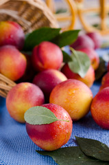nectarines