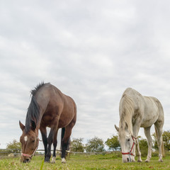 Fototapeta premium horse