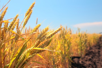 Wheat field and blue sky