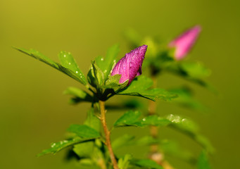 Purple flower blossom after rain