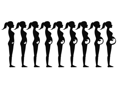 pregnancy stages Silhouette