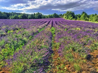 Obraz premium Lavendelfeld in der Provence
