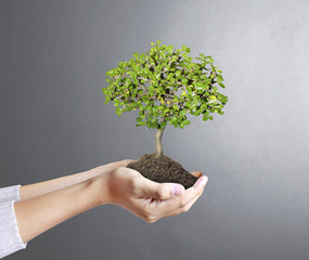 hands holding a tree