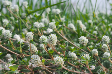 Very small white flowers that lay low on the ground