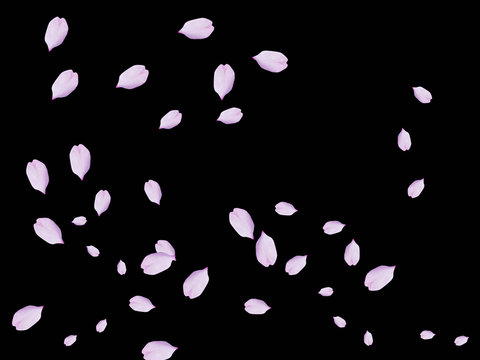夜桜