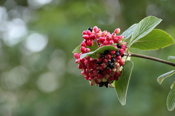 Red berries on a twig