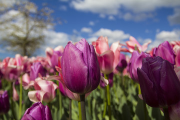 Obraz premium Tulips in park