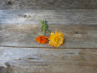 Ringelblume