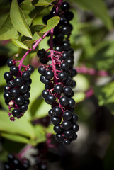Blackcurrant grape