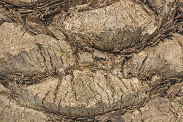 Texture - tree bark. Beauty tree bark of palm.