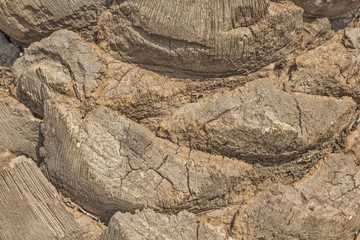 Texture - tree bark. Beauty tree bark of palm.