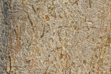 Texture - tree bark. Beauty tree bark of eucalyptus