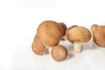 mushrooms on white background