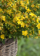 Herb St. John's wort in the basket.