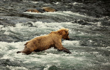 Fototapeta premium Bear on Alaska