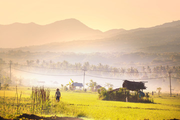 Field in Indonesia © Galyna Andrushko