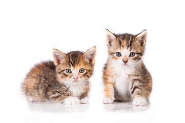 Two adorable little tabby kittens