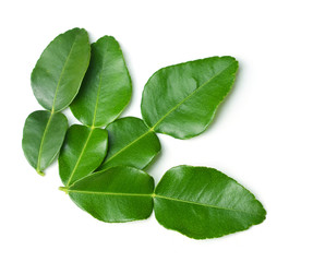 Bergamot leaves on white background
