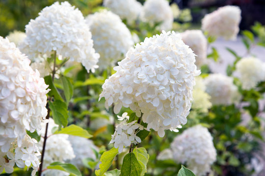 Hydrangea paniculata