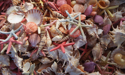 Seashells as background