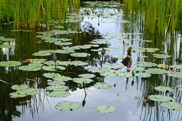 Lotus pond